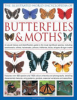 The_illustrated_world_encyclopedia_of_butterflies___moths