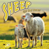 Sheep_on_the_farm