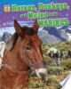 Horses__donkeys__and_mules_in_the_Marines