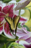 Haikus_and_Photos__Butterflies_and_Flowers