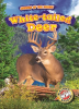 White-tailed_Deer