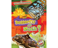 Butterfly_or_Moth_
