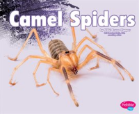Camel_Spiders