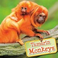 Tamarin_Monkeys