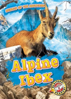 Alpine_Ibex