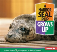 A_Harbor_Seal_Pup_Grows_Up