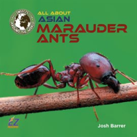All_About_Asian_Marauder_Ants