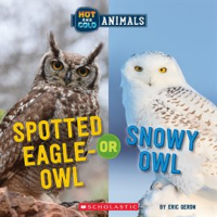 Spotted_Eagle-Owl_or_Snowy_Owl