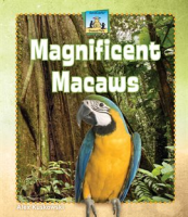 Magnificent_Macaws