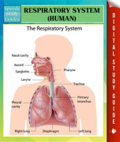 Respiratory_System__Human_