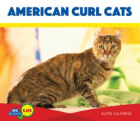 American_Curl_Cats