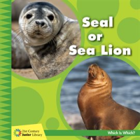 Seal_or_Sea_Lion