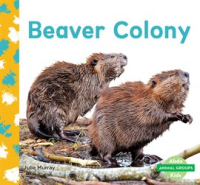 Beaver_Colony