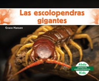 Las_escolopendras_gigantes__Giant_Centipedes_