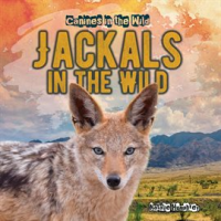 Jackals_in_the_Wild