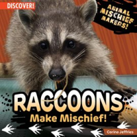 Raccoons_Make_Mischief_