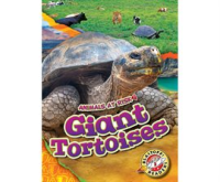 Giant_Tortoises