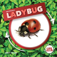 Life_Cycle_of_a_Ladybug