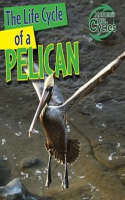 The_Life_Cycle_of_a_Pelican