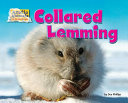 Collared_lemming