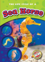 The_Life_Cycle_of_a_Sea_Horse