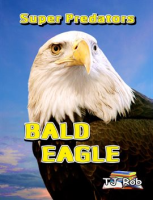 Bald_Eagle