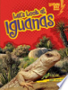 Let_s_look_at_iguanas