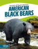 American_Black_Bears