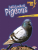 Let_s_Look_at_Pigeons