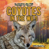 Coyotes_in_the_Wild