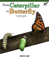 From_Caterpillar_to_Butterfly__A_Life_Cycle