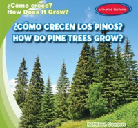 __C__mo_crecen_los_pinos____How_Do_Pine_Trees_Grow_