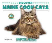 Discover_Maine_Coon_Cats