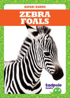 Zebra_Foals