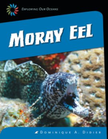 Moray_Eel